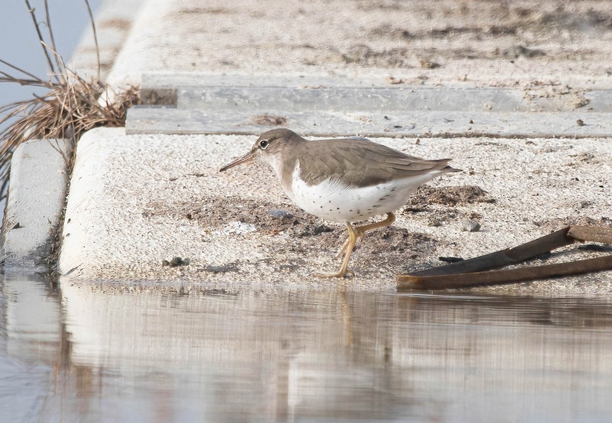 Piro piro macchiato - ML646603229