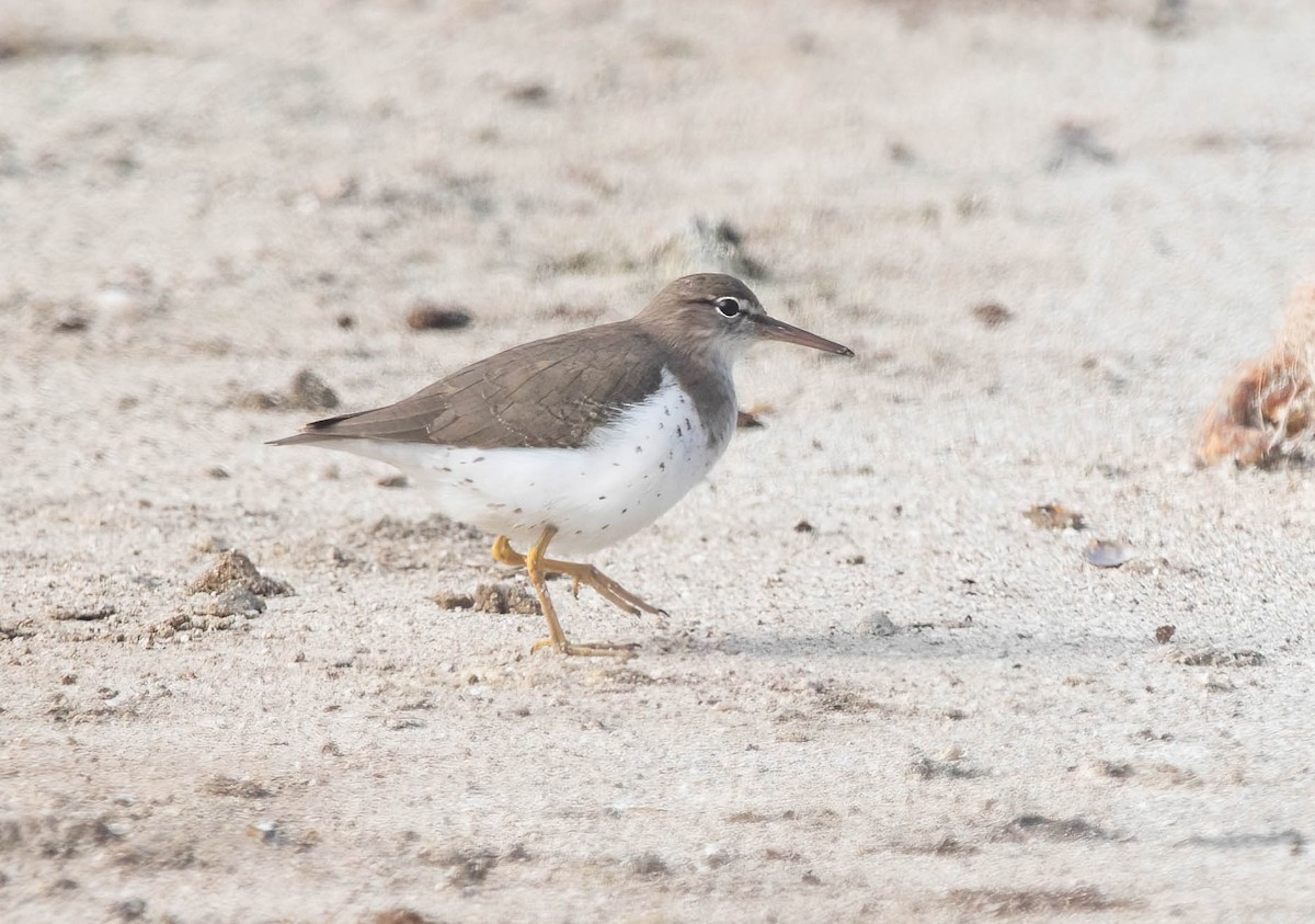 Piro piro macchiato - ML646603230