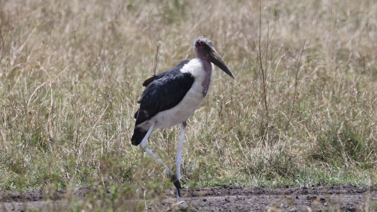 Marabou Stork - ML646603232