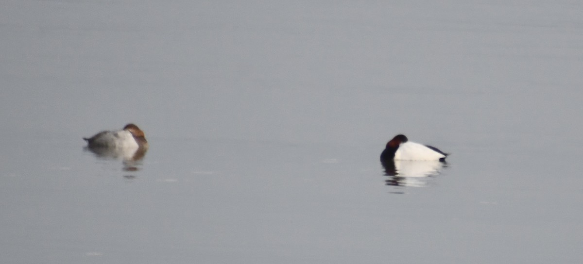 Canvasback - ML646603233
