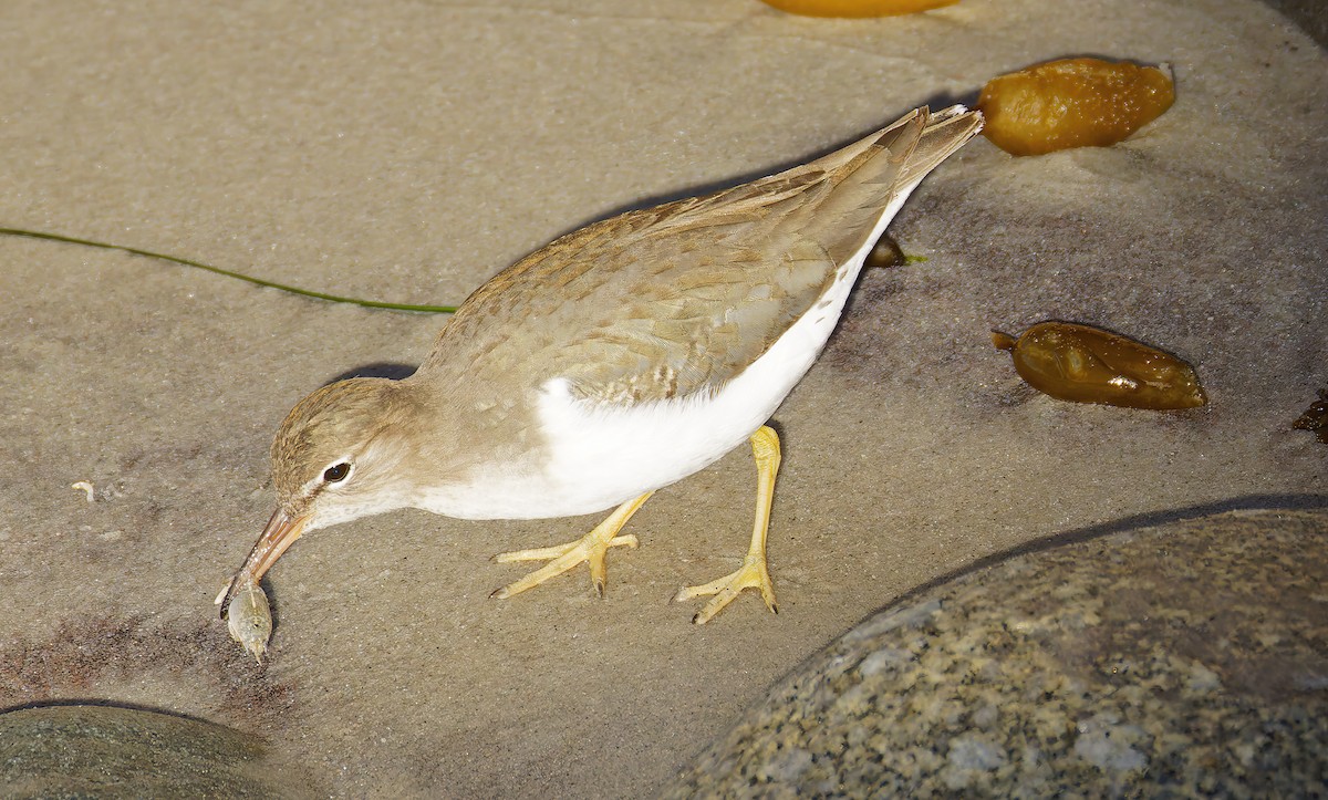 Spotted Sandpiper - ML646603235