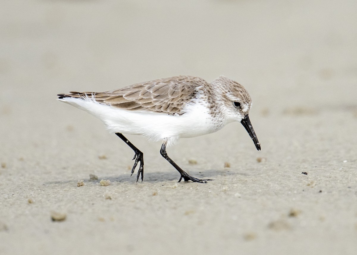 Western Sandpiper - ML646603236
