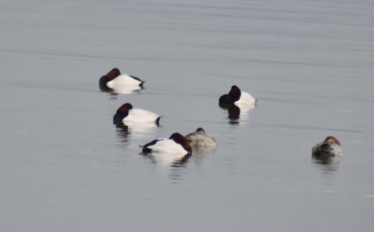 Canvasback - ML646603237