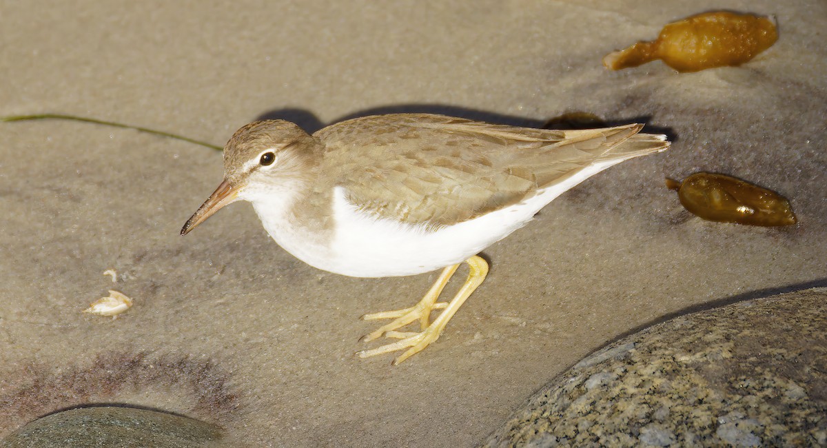 Spotted Sandpiper - ML646603238
