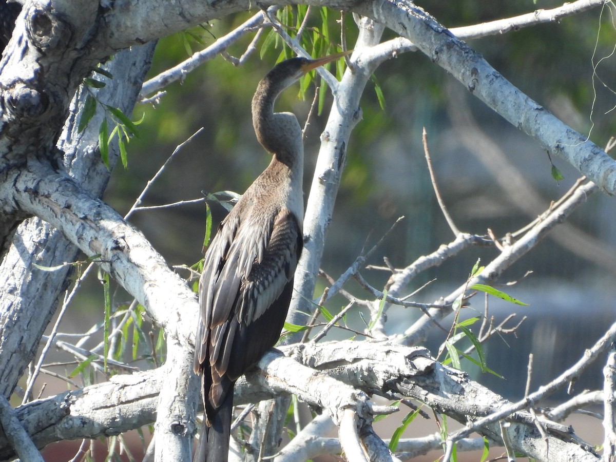 Anhinga - ML646603241