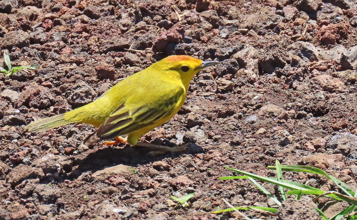 Mangrove Yellow Warbler - ML646603245