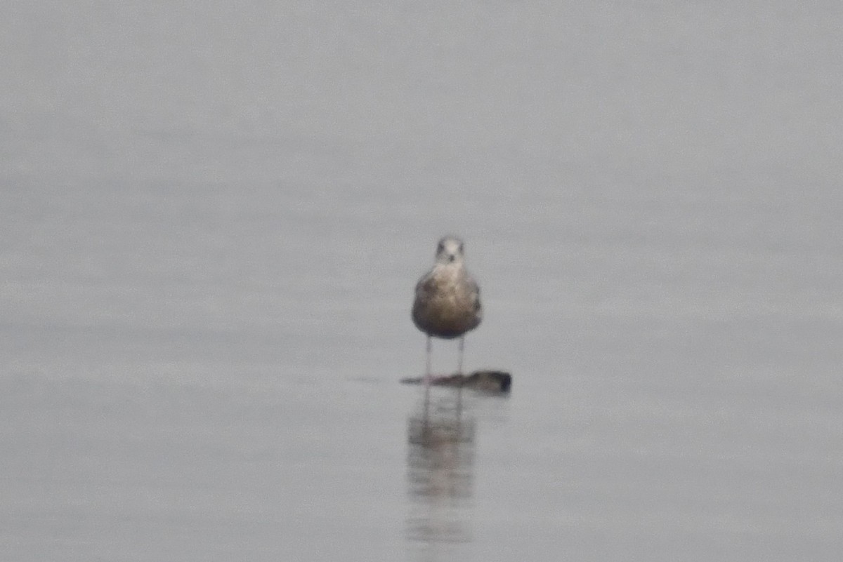 American Herring Gull - ML646603246