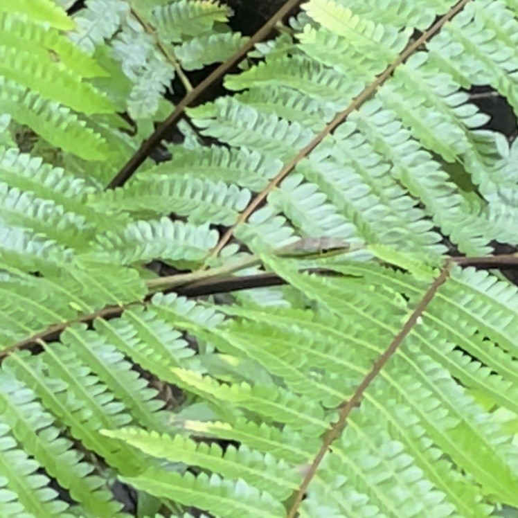 Cope's Vine Snake - ML646603249