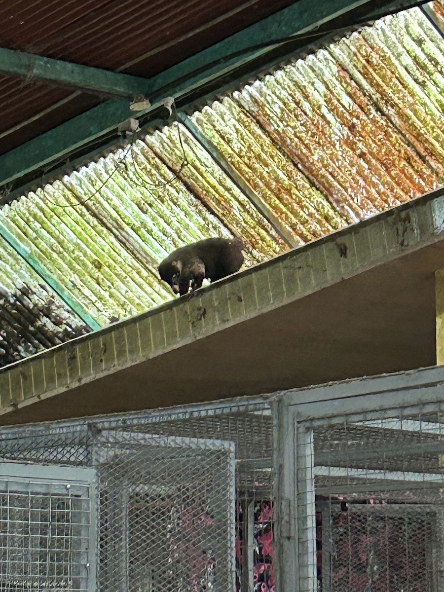 White-nosed Coati - ML646603250