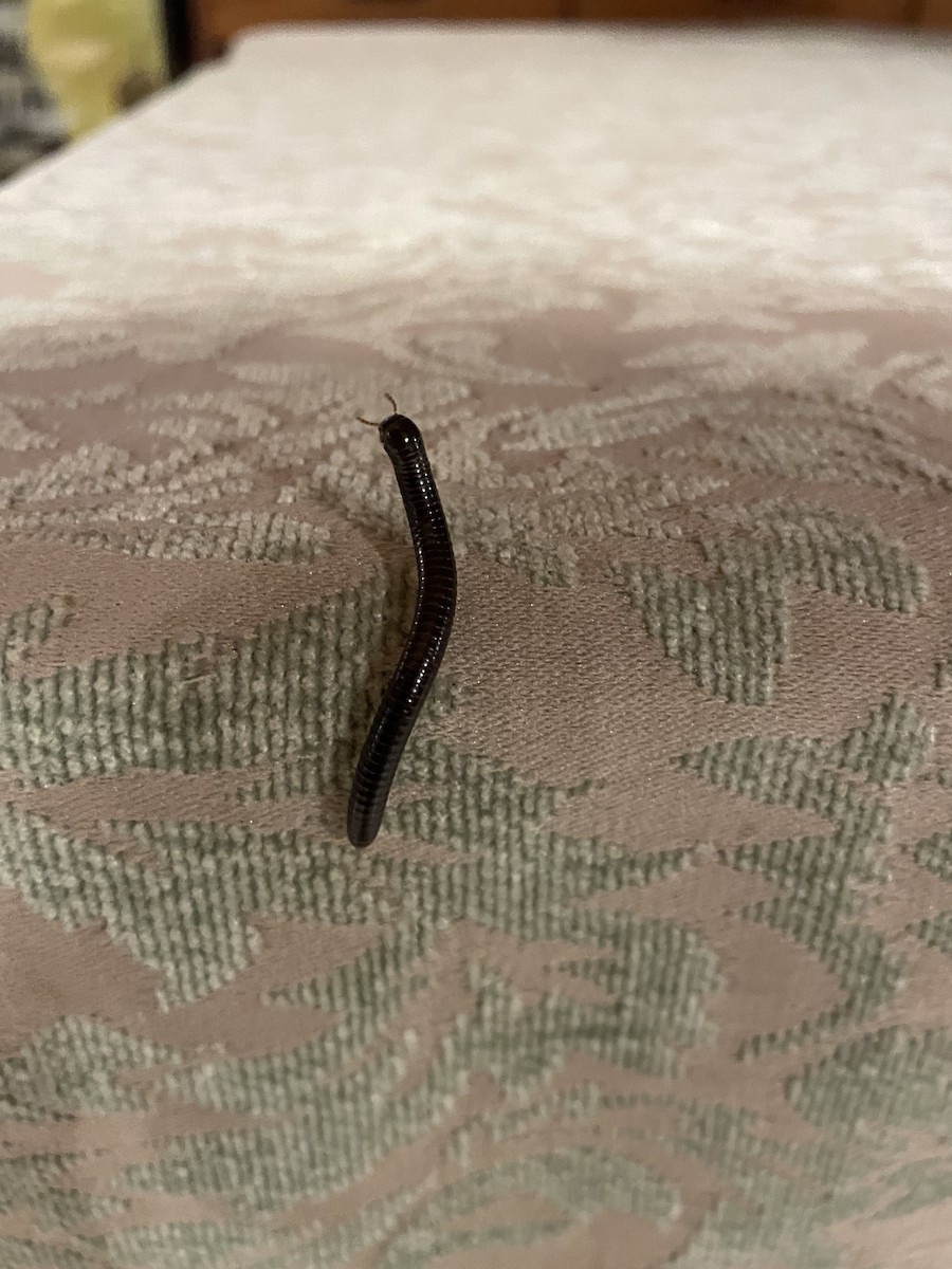 Insects - ML646603251