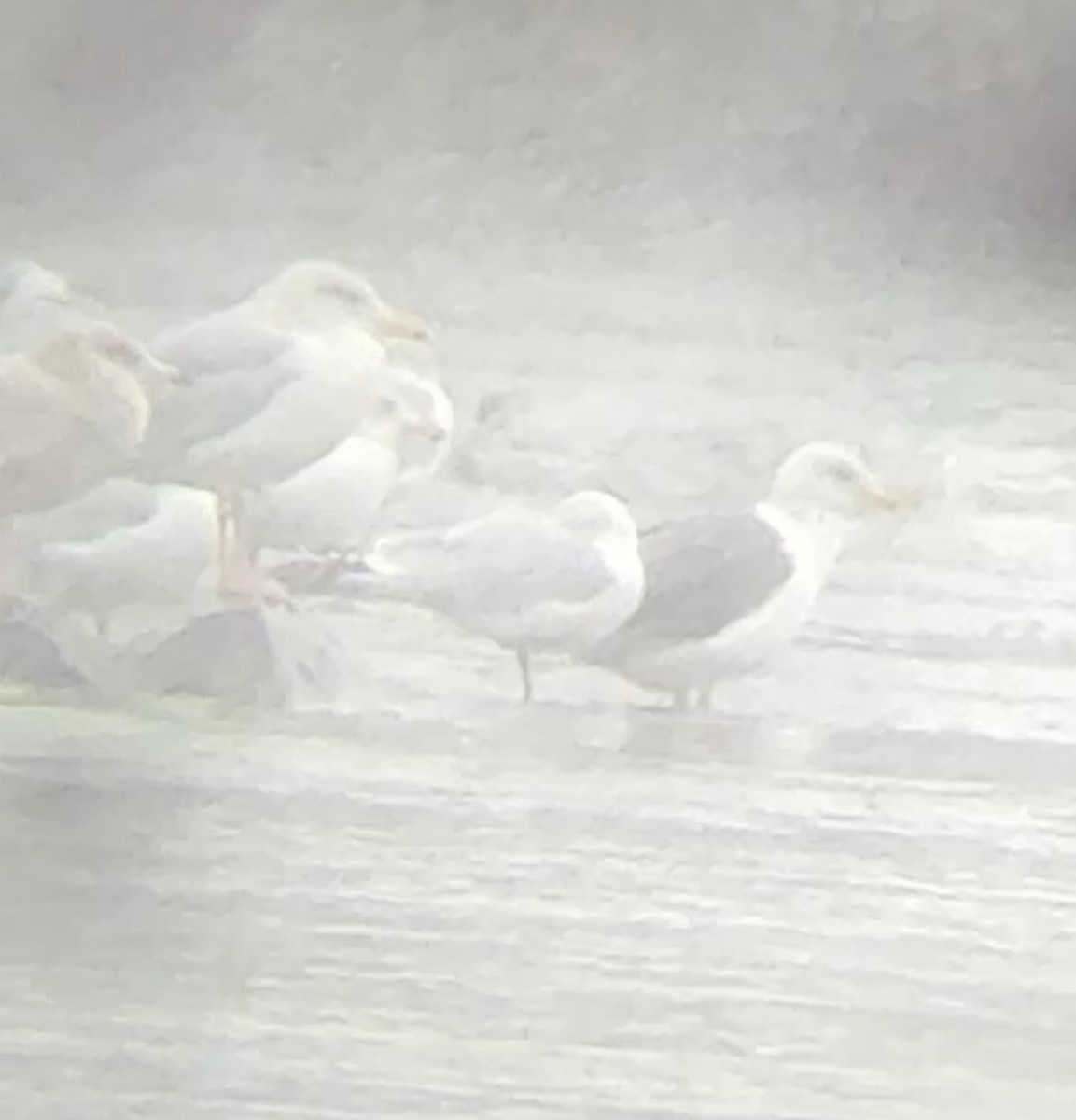 Бэсрэг цахлай - ML646603256