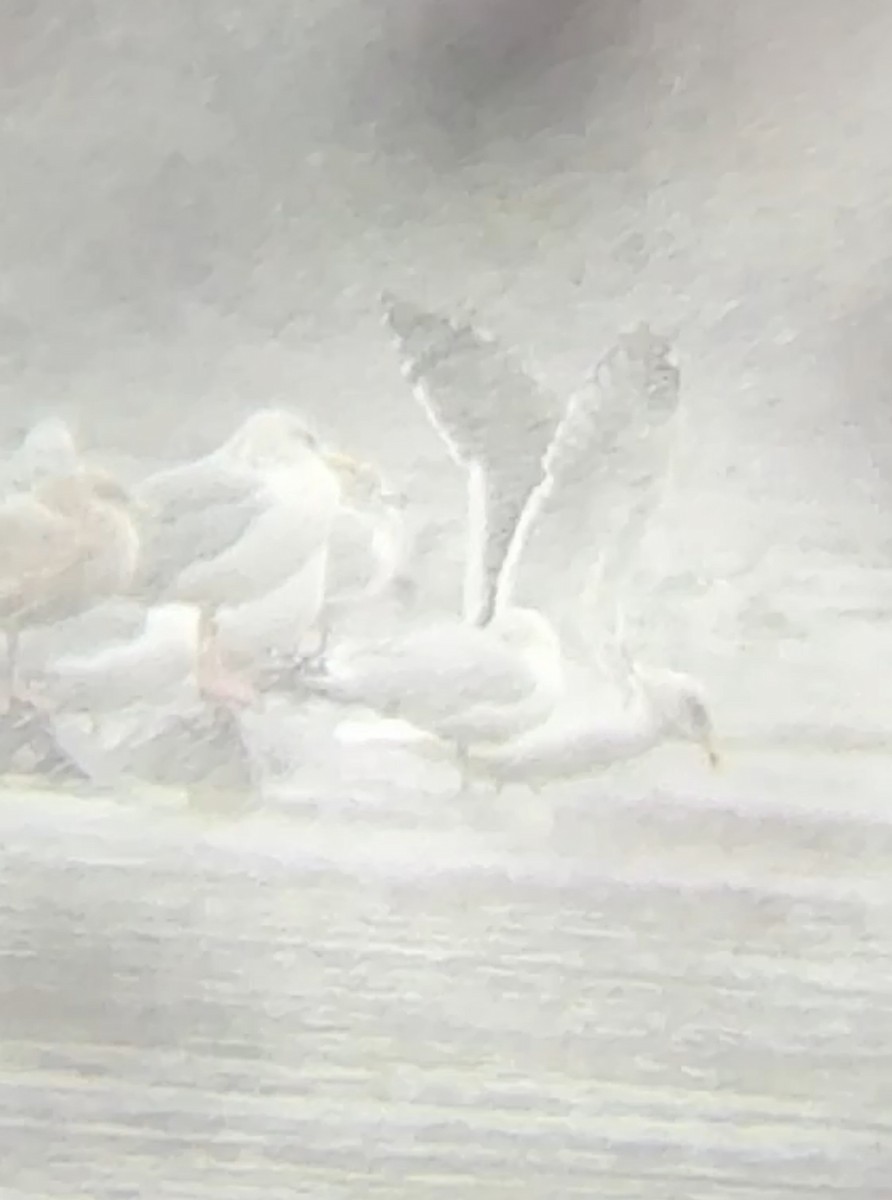 Бэсрэг цахлай - ML646603257