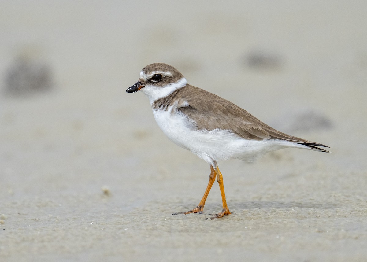 Semipalmated Plover - ML646603260