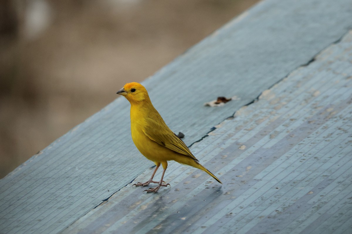 Saffron Finch - ML646603262