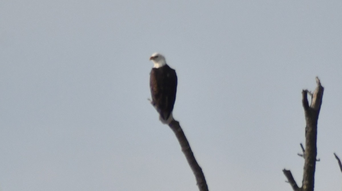 Bald Eagle - ML646603269