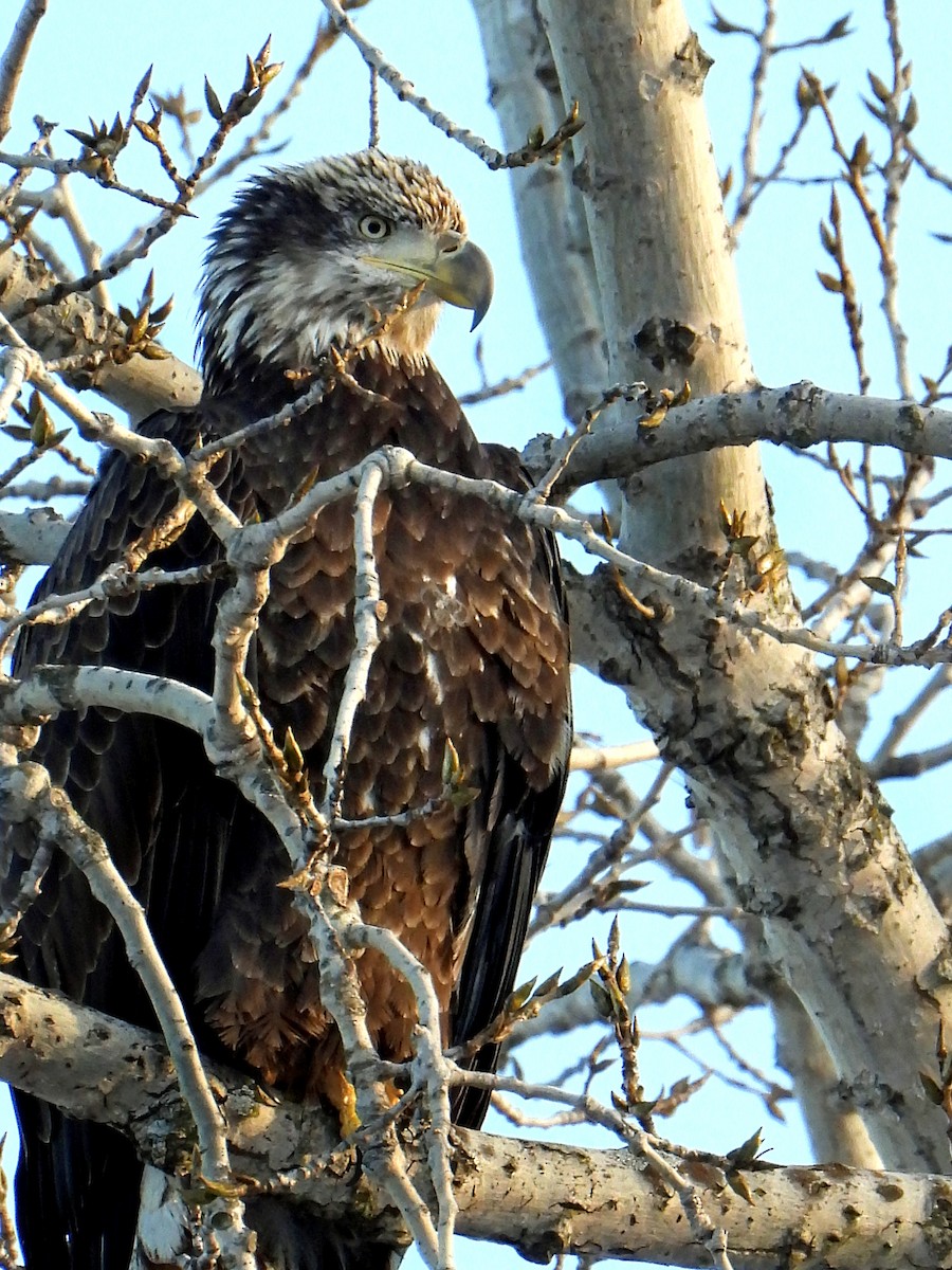 Bald Eagle - ML646603273