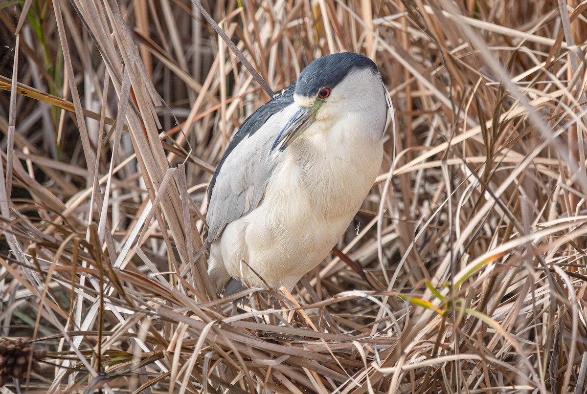 Nitticora - ML646603275