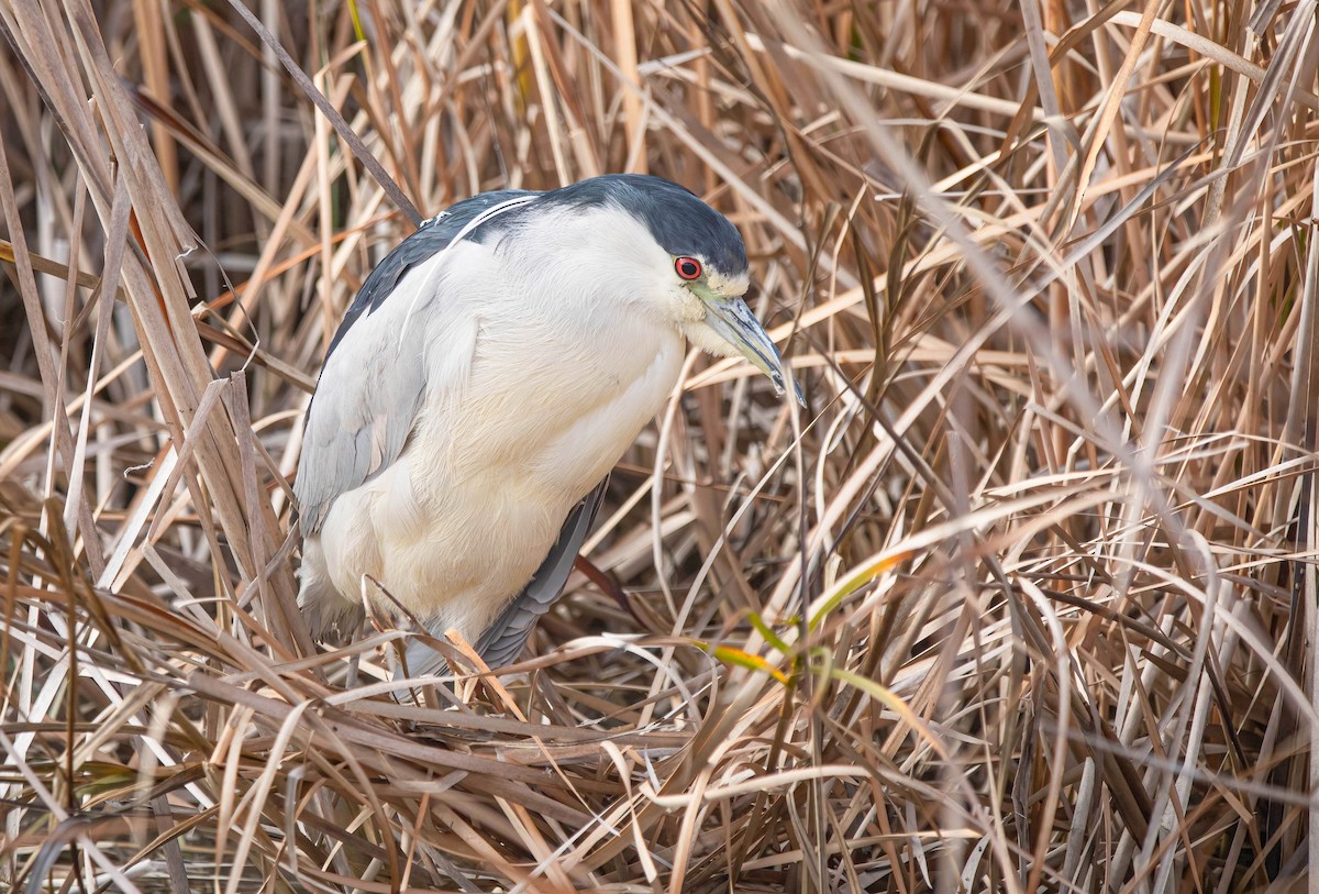 Nitticora - ML646603276