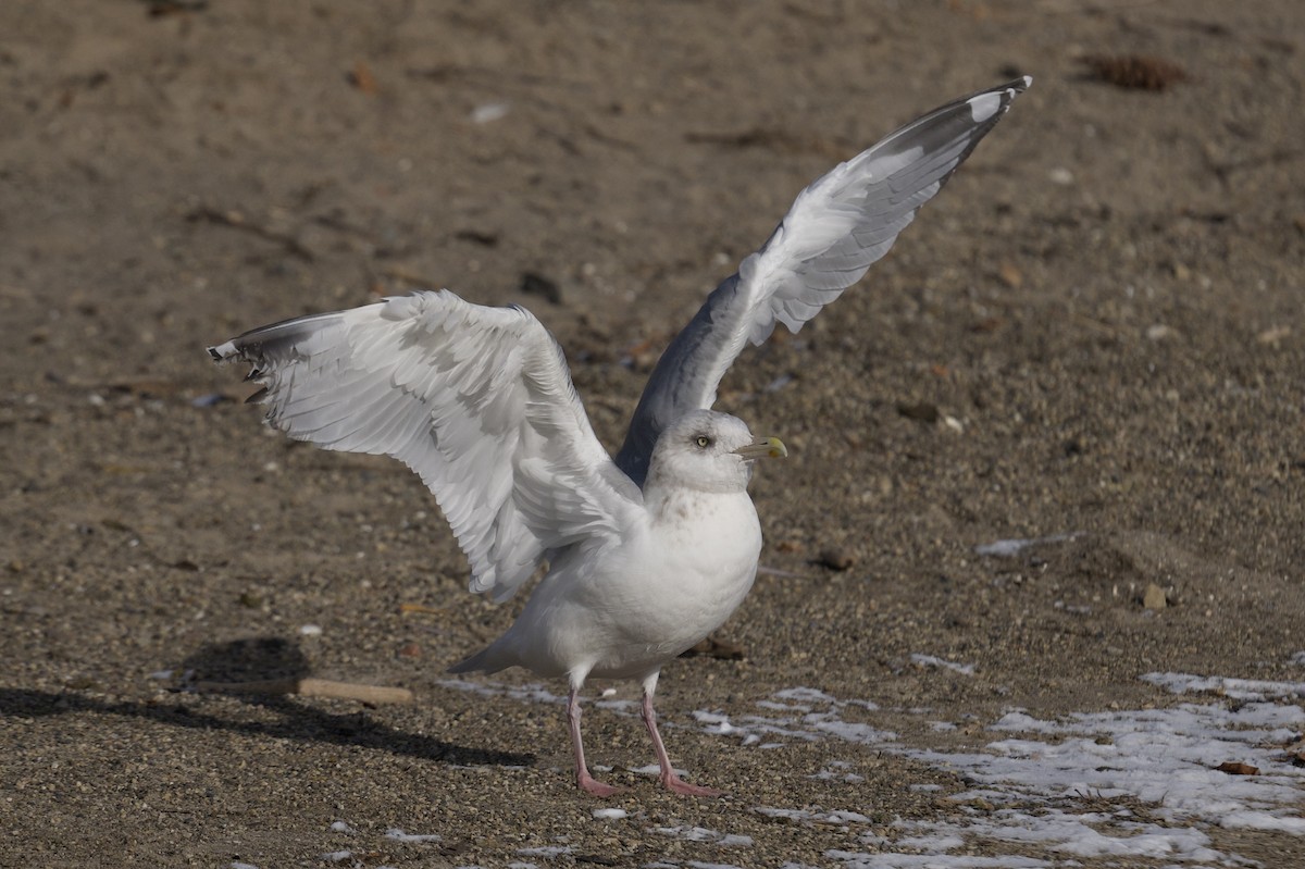 American Herring Gull - ML646603278