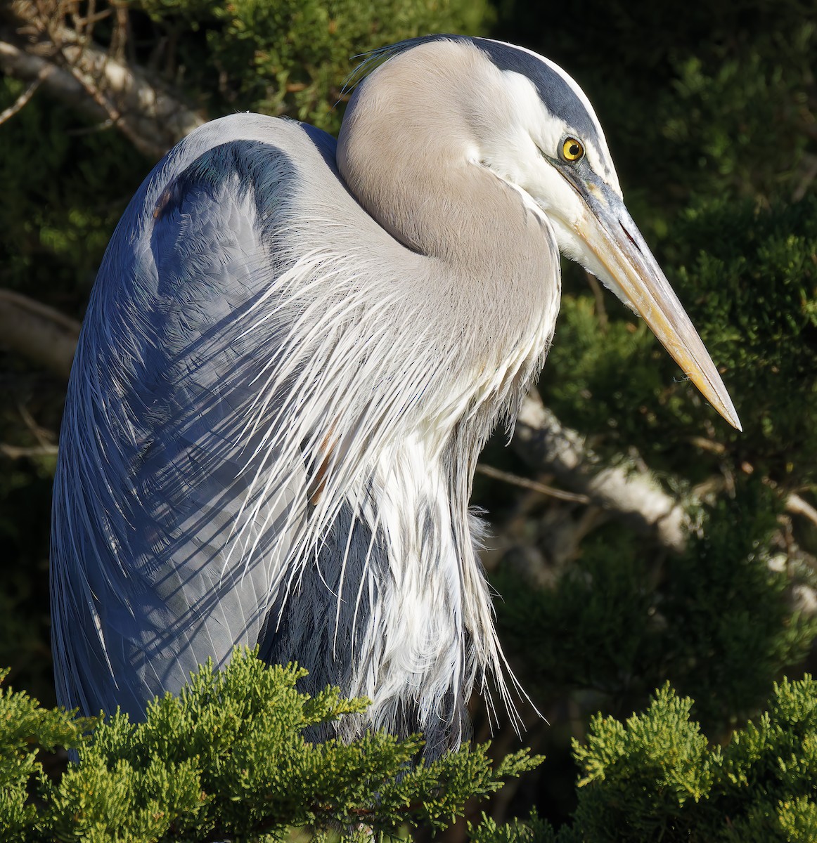 Great Blue Heron - ML646603279