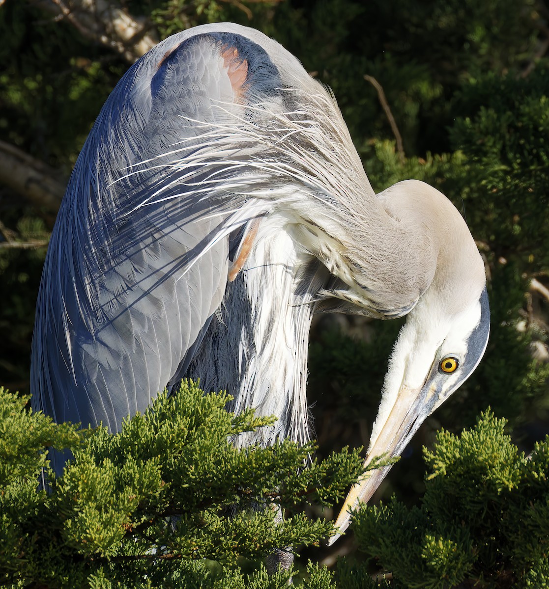 Great Blue Heron - ML646603280