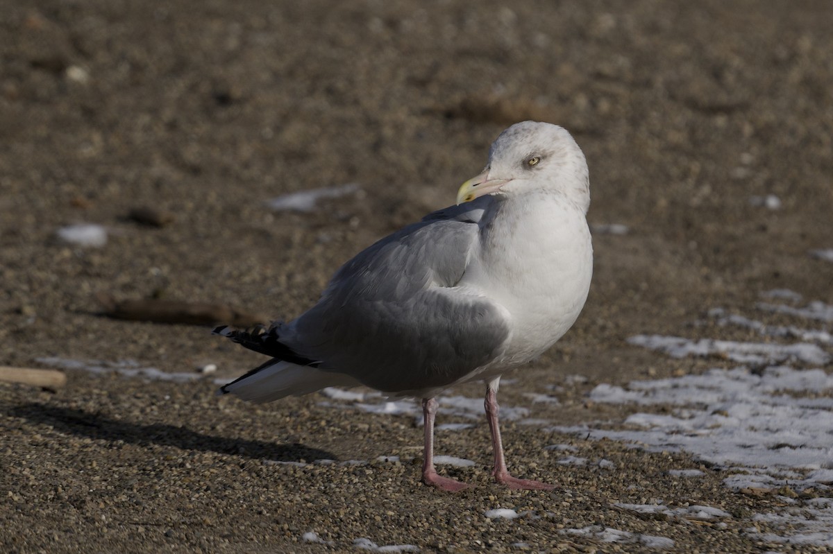 American Herring Gull - ML646603282