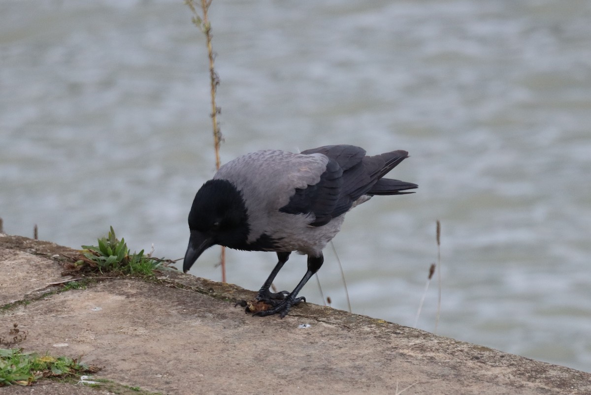 עורב אפור - ML646603283