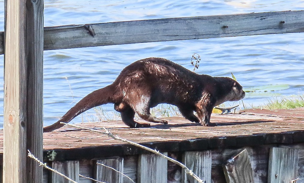 Southeastern River Otter - ML646603285