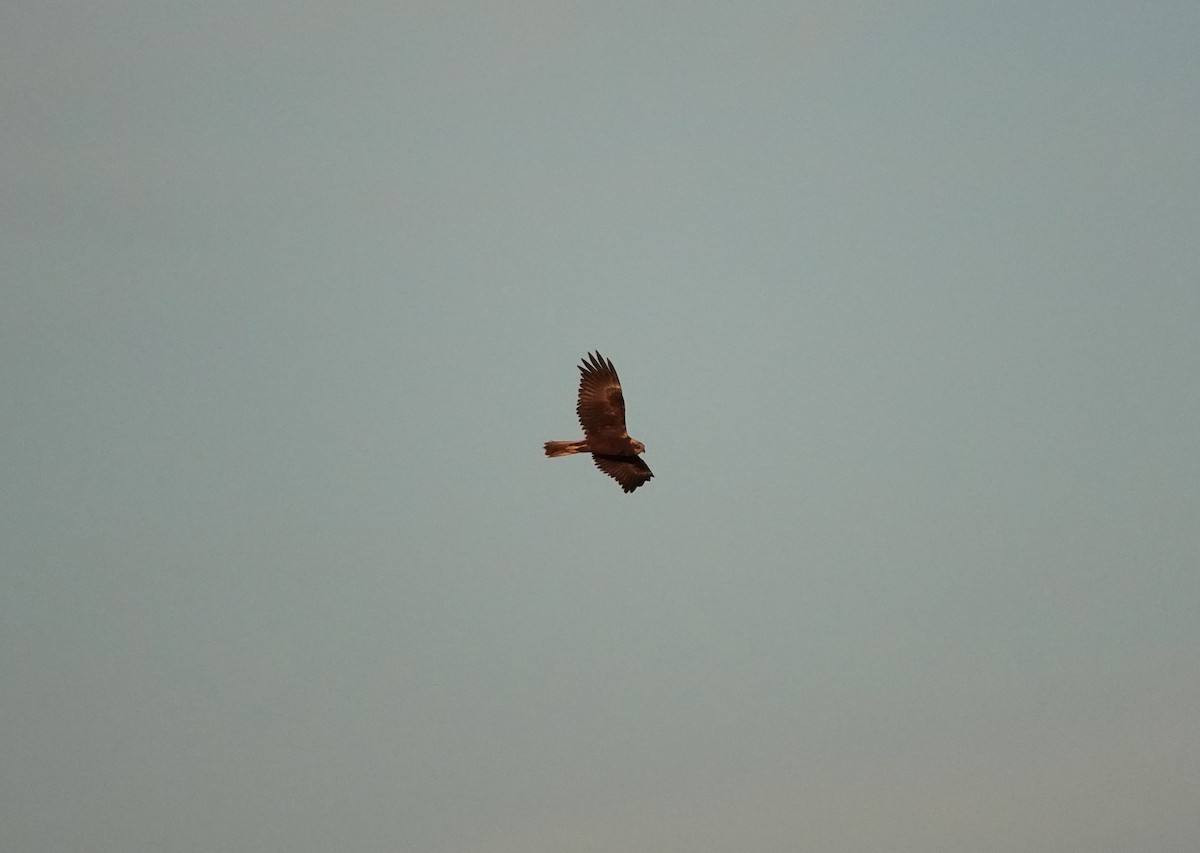 Western Marsh Harrier - ML646603290