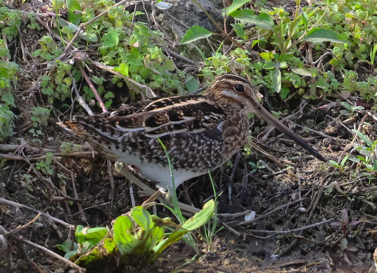 Wilson's Snipe - ML646603296