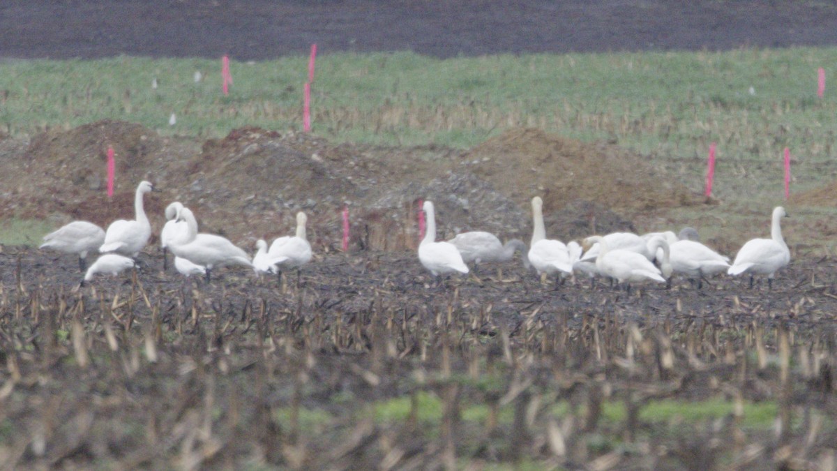 Tundra Swan - ML646603299
