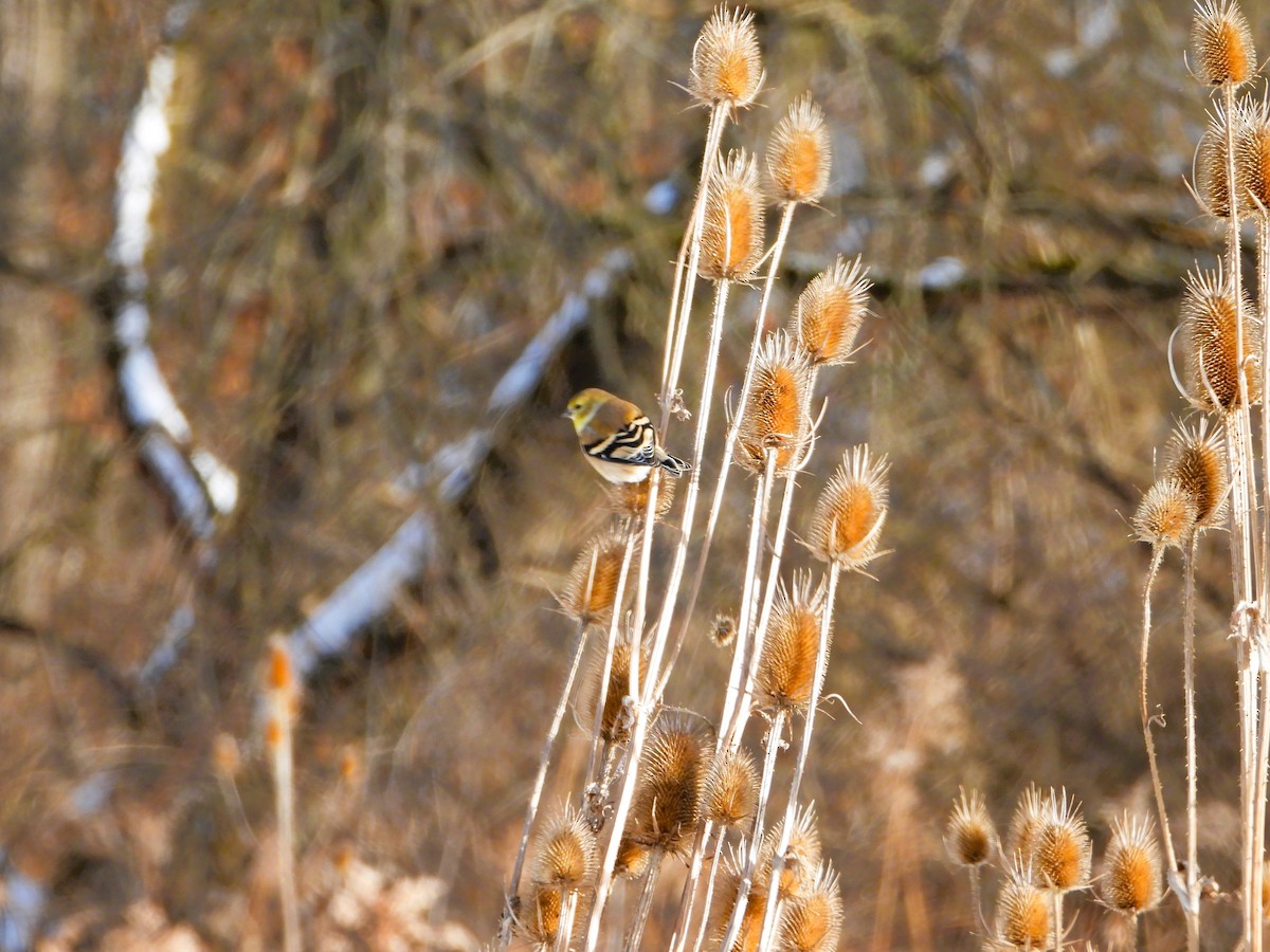 American Goldfinch - ML646603301