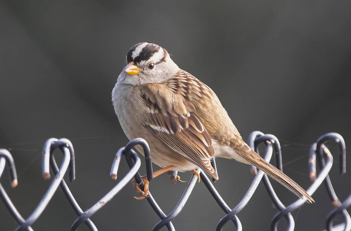 White-crowned Sparrow - ML646603302