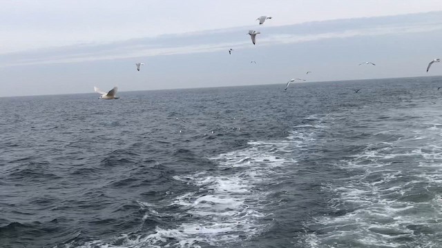 Iceland Gull (kumlieni/glaucoides) - ML646603303