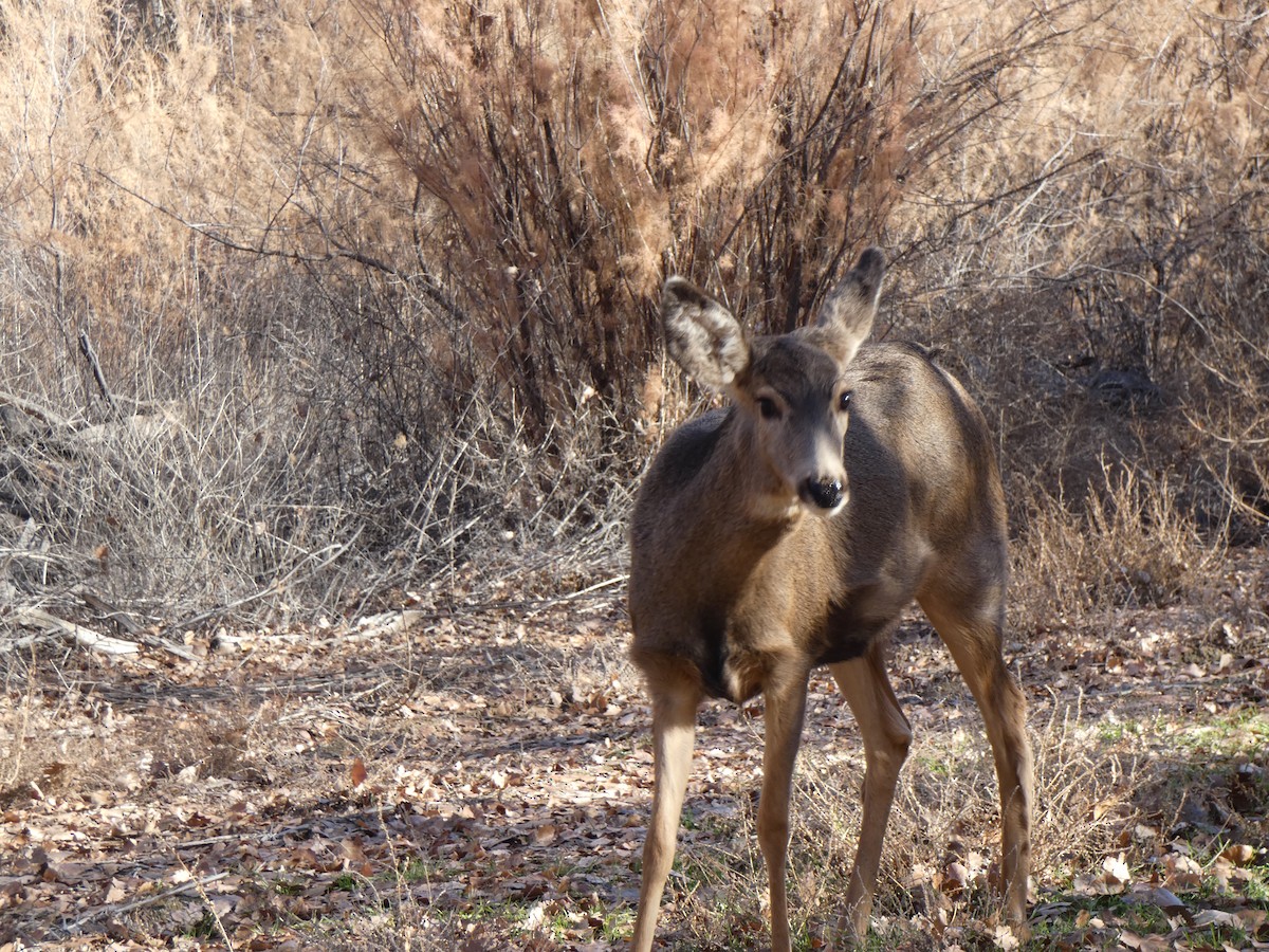 Mule Deer - ML646603306