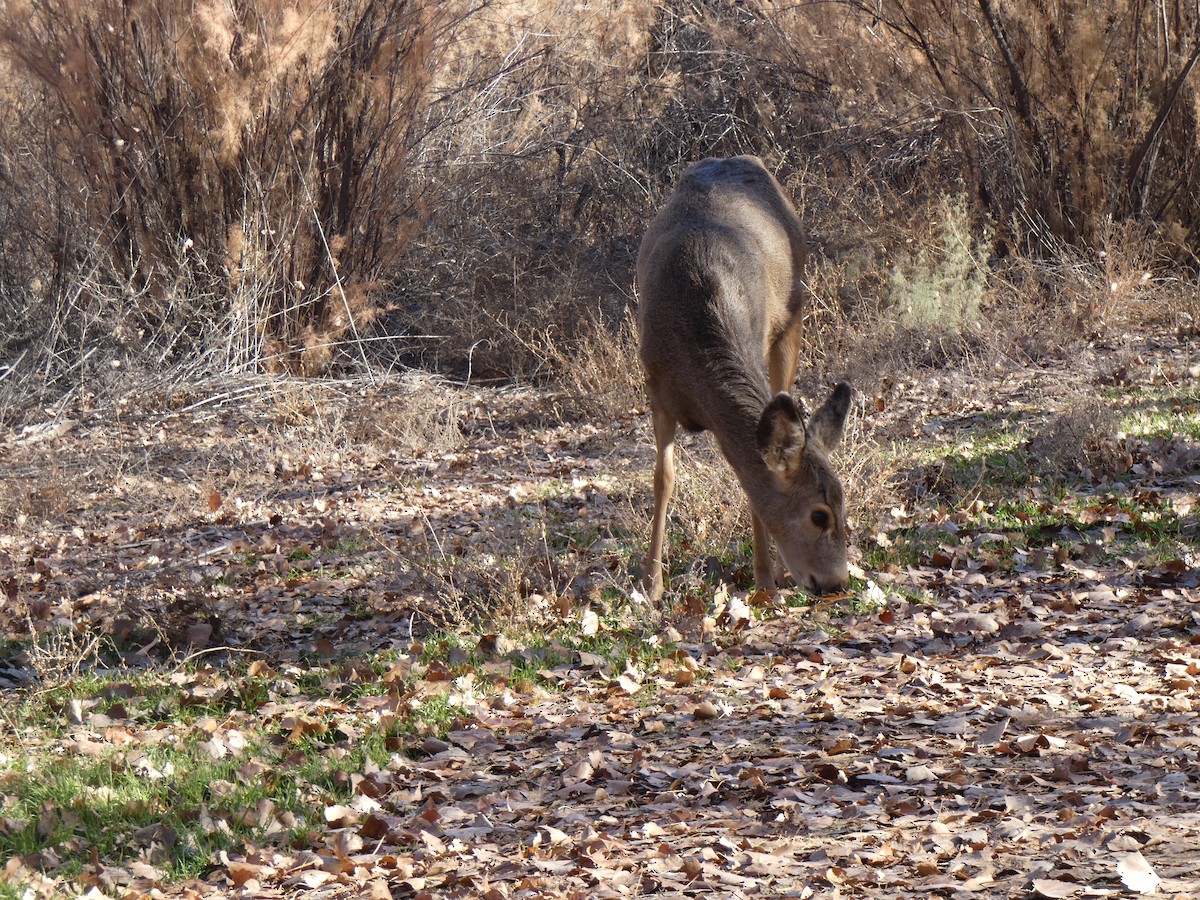 Mule Deer - ML646603307