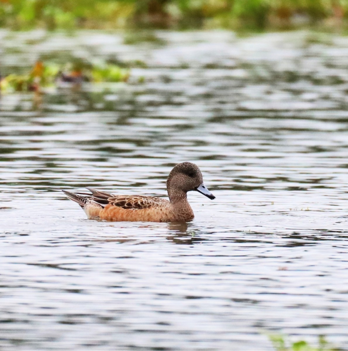 American Wigeon - ML646603308