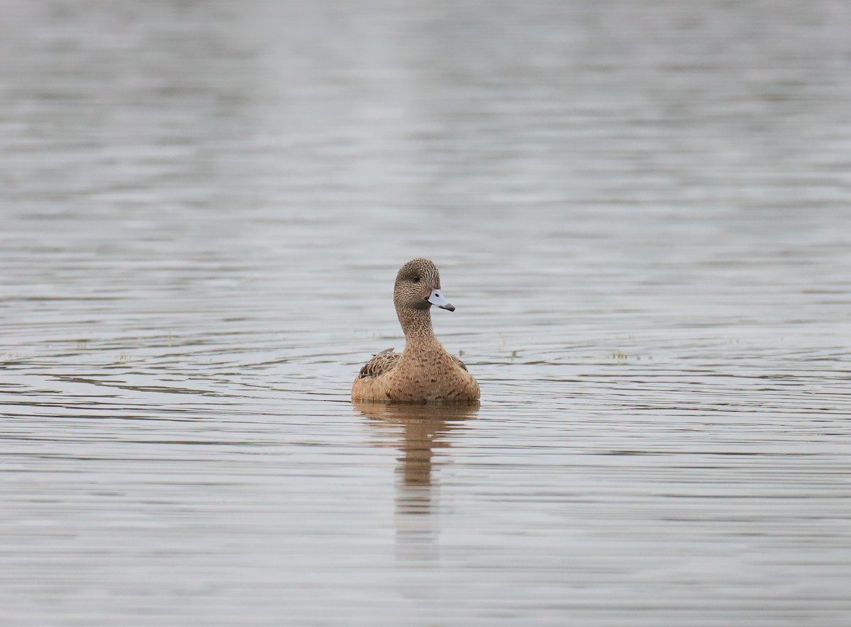 American Wigeon - ML646603309