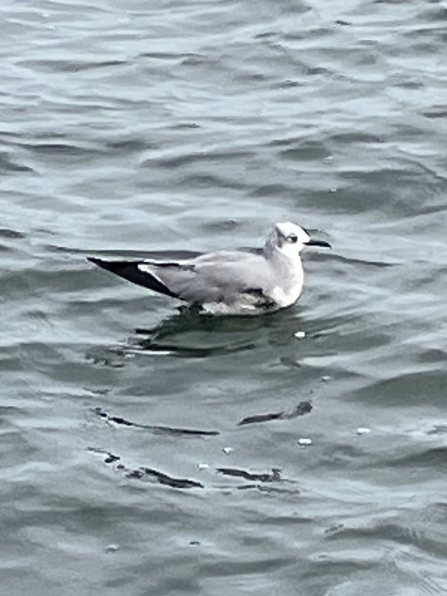 Ацтекская чайка - ML646603315