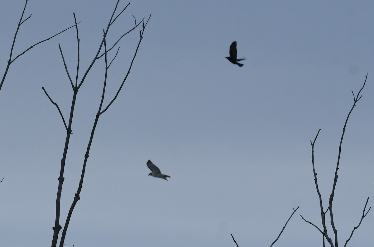 Red-tailed Hawk - ML646603318