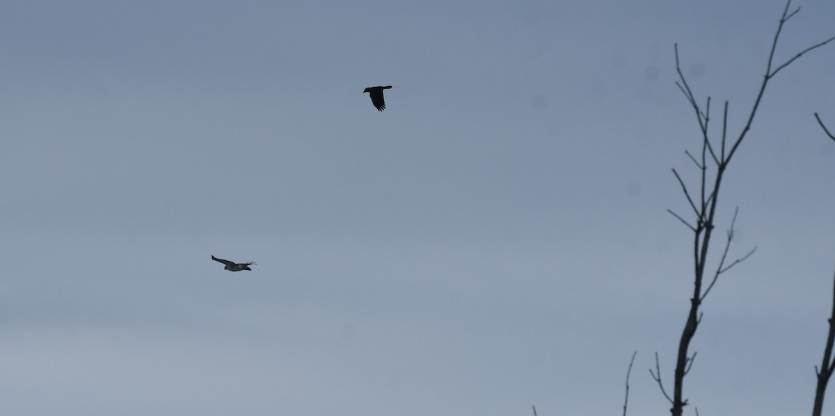 Red-tailed Hawk - ML646603319