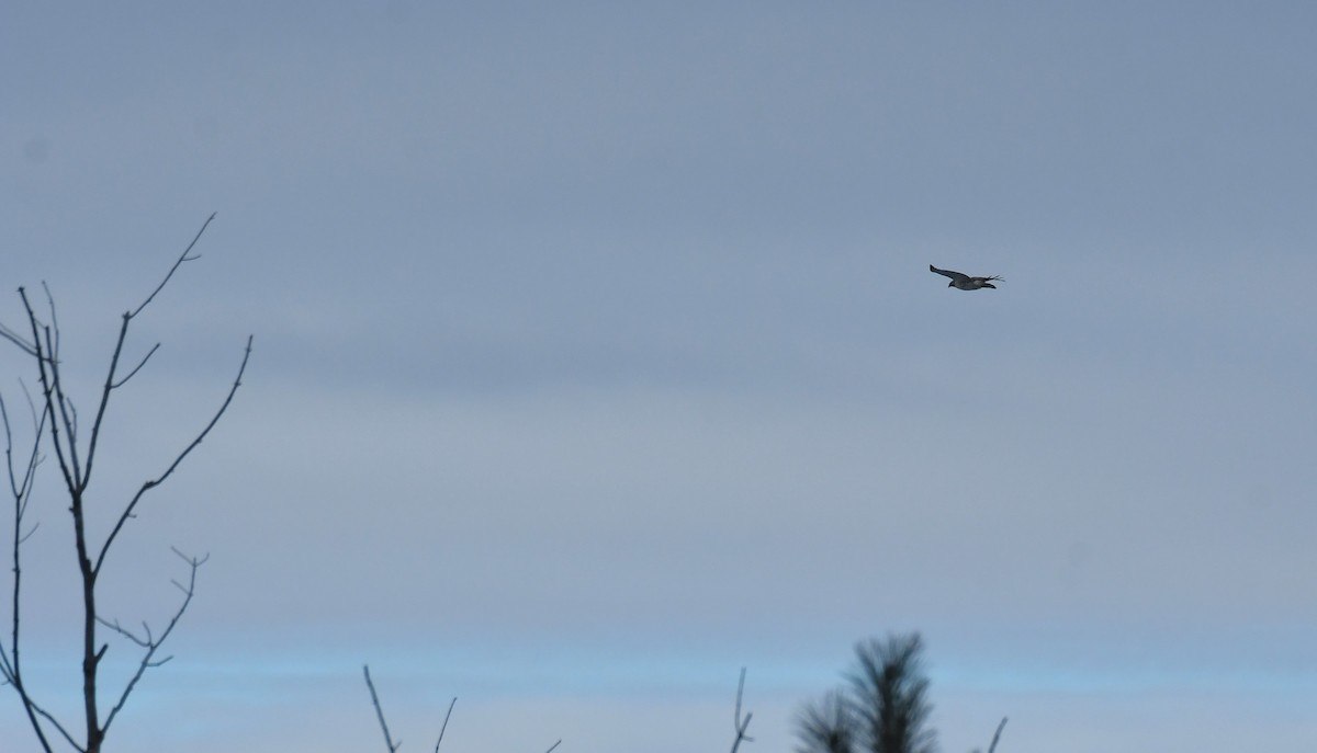 Red-tailed Hawk - ML646603320