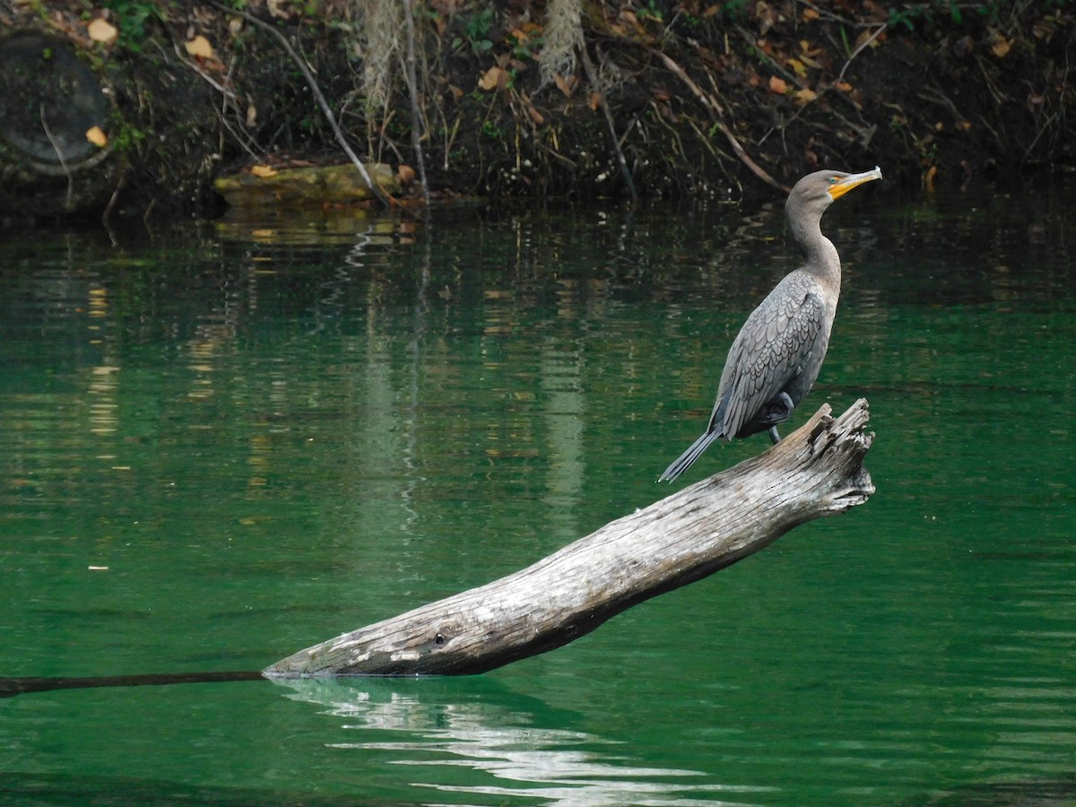 eBird Checklist - 8 Dec 2025 - Blue Spring SP - 11 species