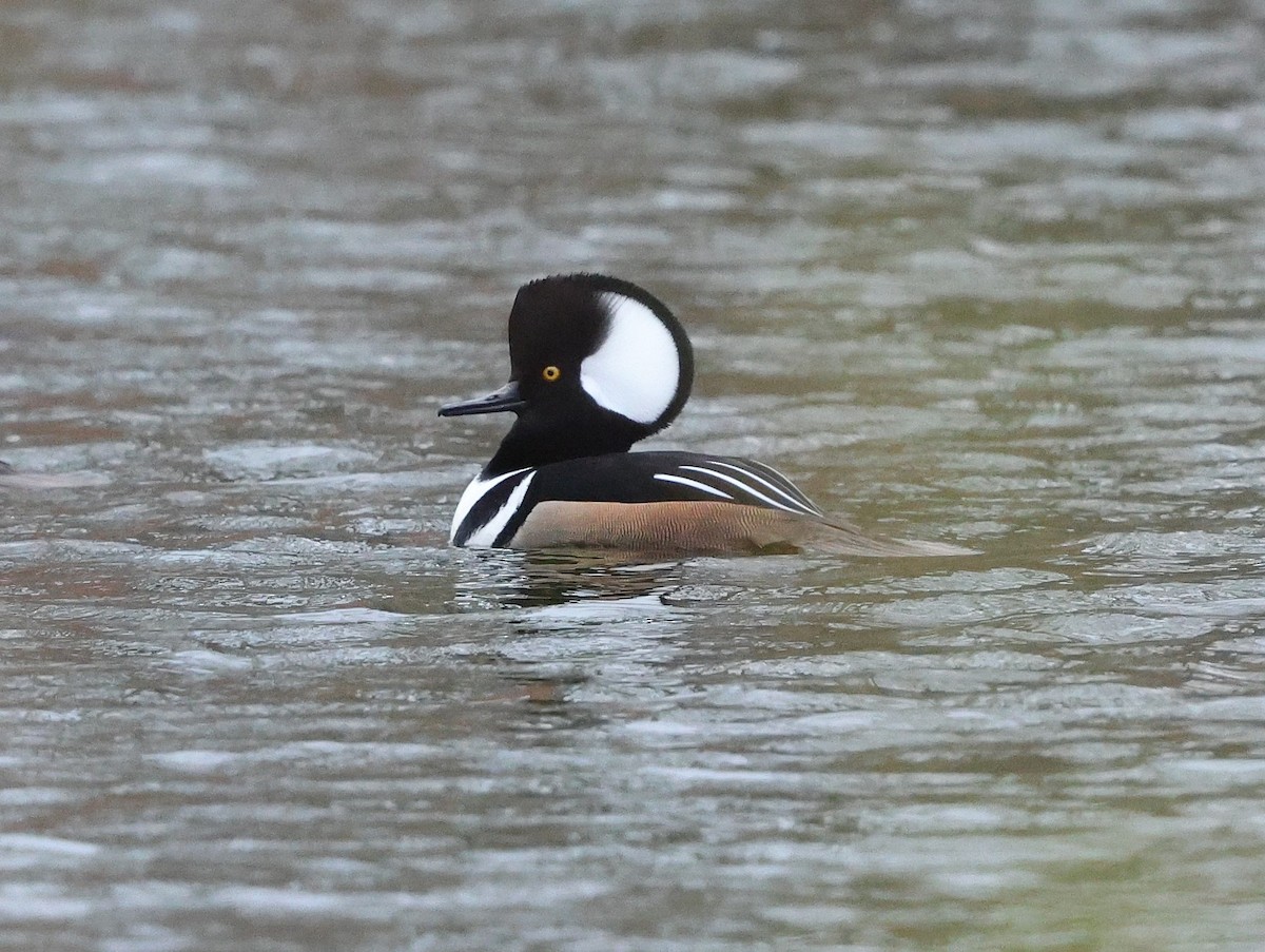Hooded Merganser - ML646603336