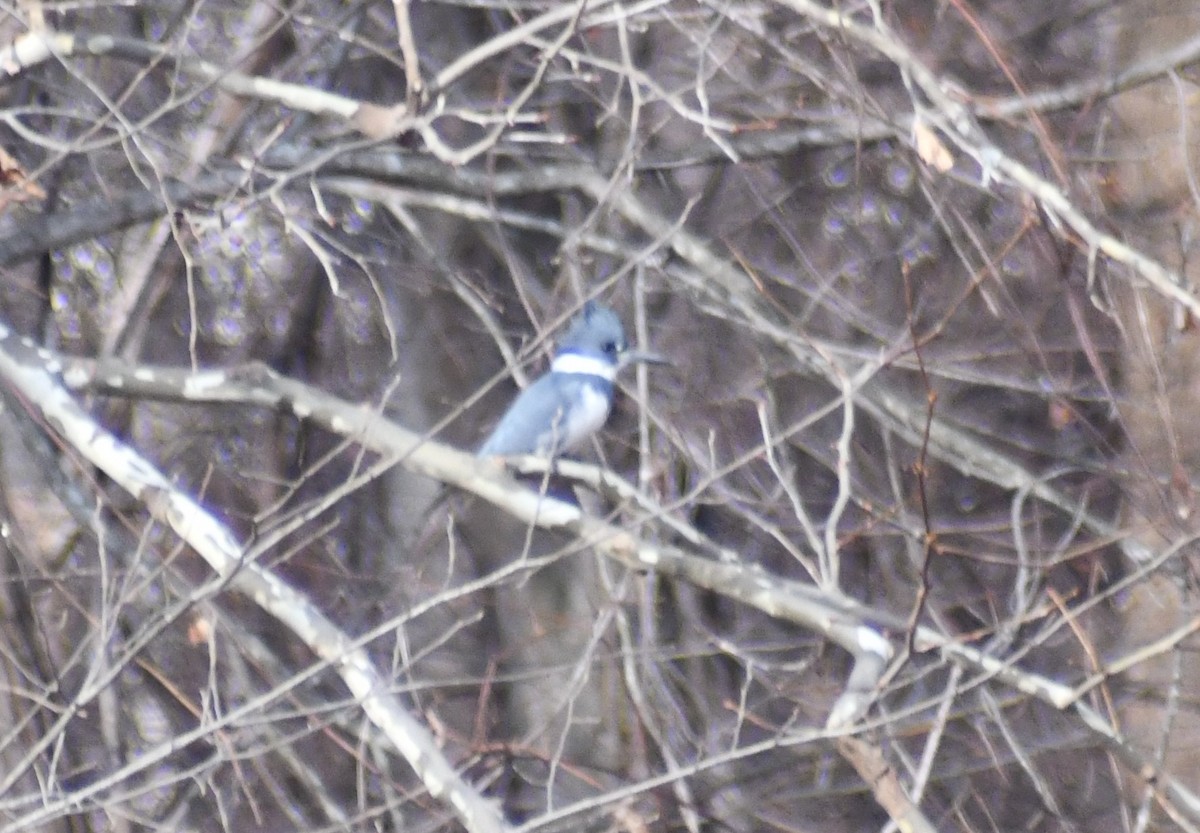 Belted Kingfisher - ML646603337