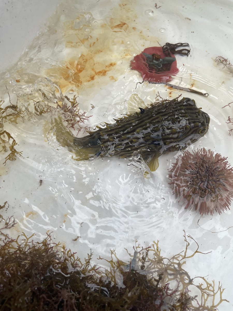 Striped Burrfish - ML646603338