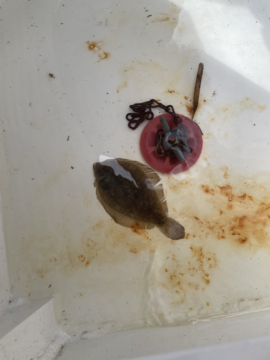 Fringed Flounder - ML646603339