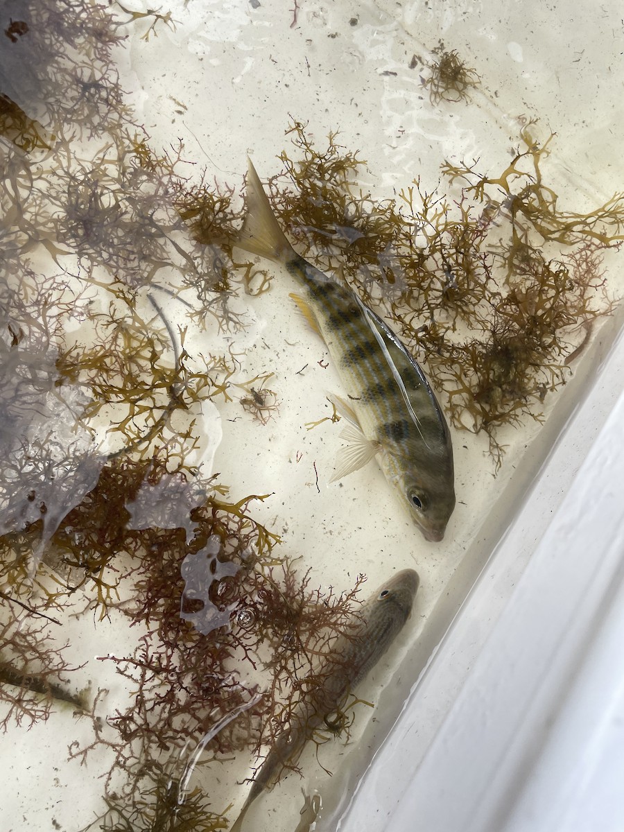 Pinfish - ML646603340