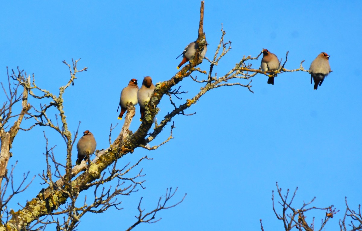 Шивэр энхэт бялзуухай - ML646603344