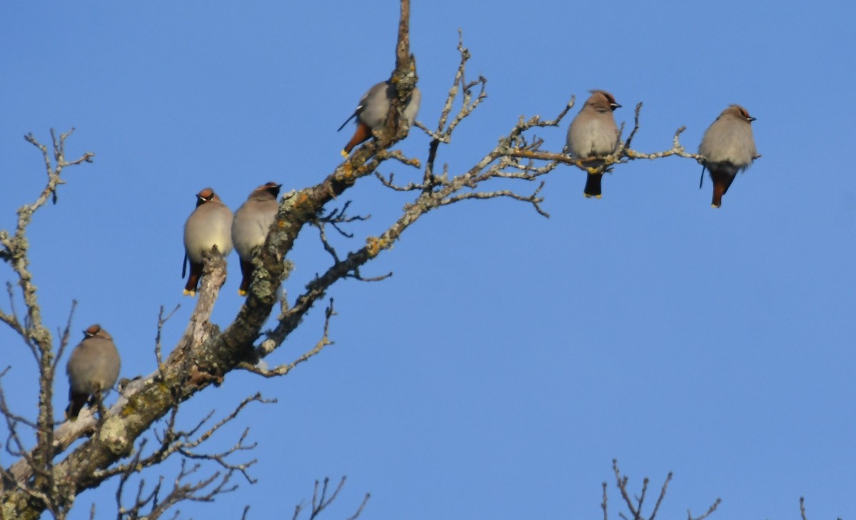 Шивэр энхэт бялзуухай - ML646603345